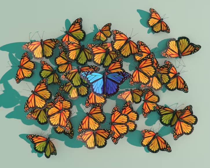 منطقة الفراشات