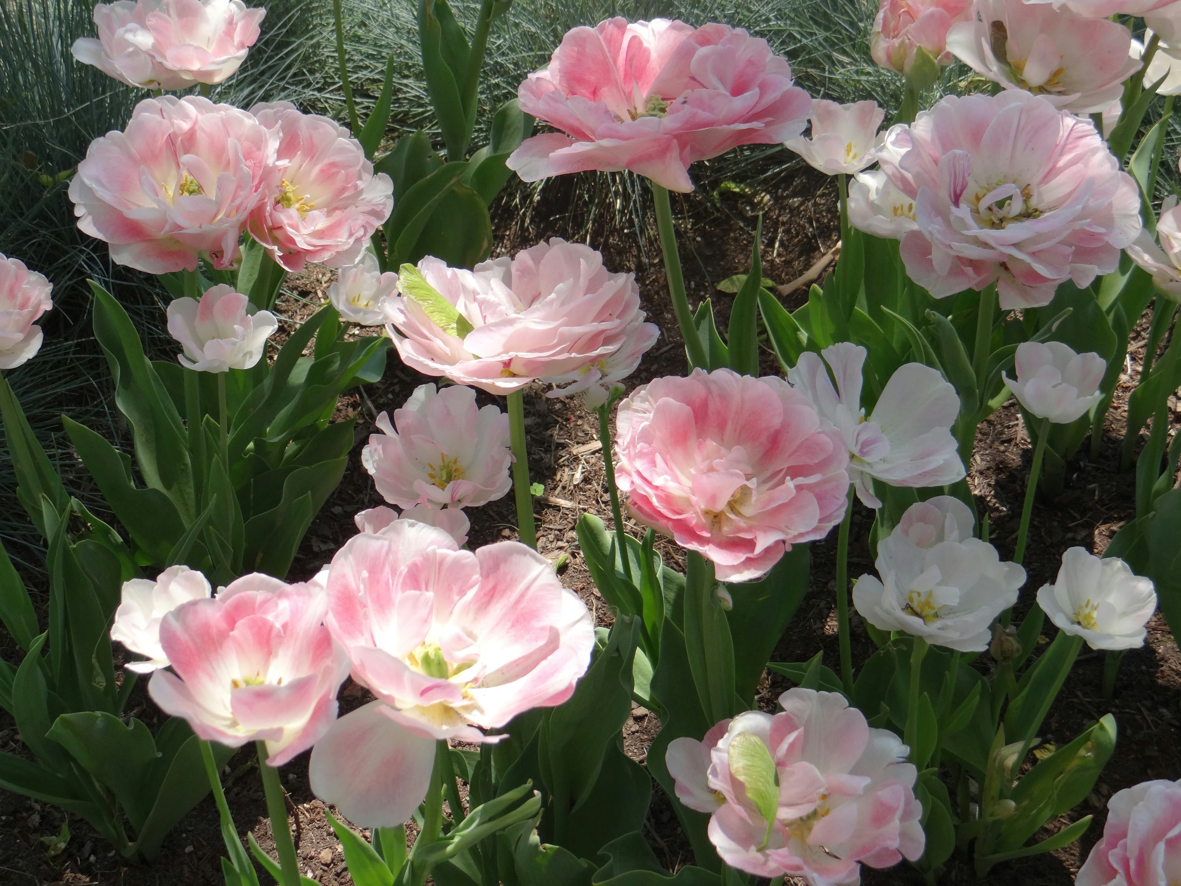 حديقة العطور